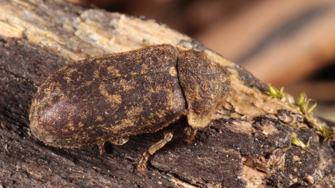 Should i buy a house with sales death watch beetle